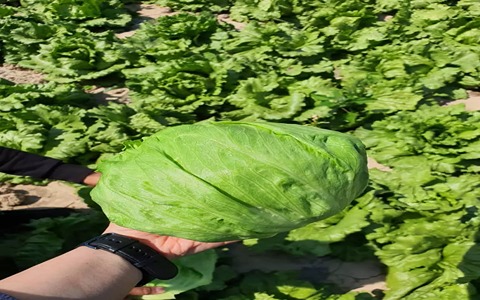تصویر 3 از قیمت کاهو آیسبرگ صادراتی + خرید باور نکردنی