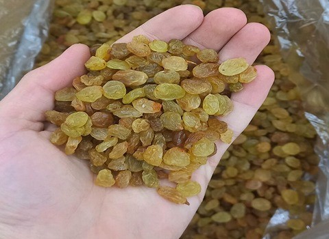 تصویر 4 از قیمت کشمش گلدن ملایر با کیفیت ارزان + خرید عمده