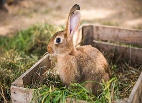 تصویر 4 از خرید و فروش یونجه خشک خرگوش با شرایط فوق العاده