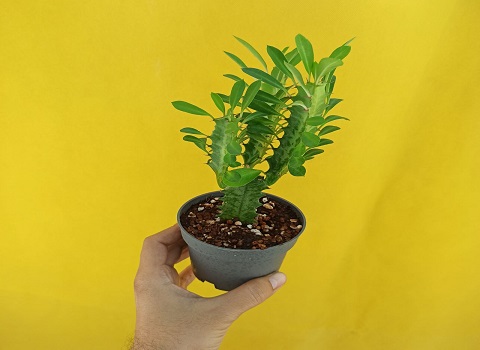 تصویر 4 از خرید و قیمت گل افوربیا اره ای + فروش صادراتی