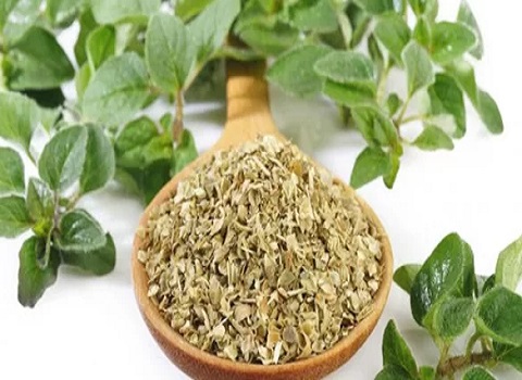 تصویر 2 از قیمت خرید گیاه مرزنجوش خشک شده عمده به صرفه و ارزان
