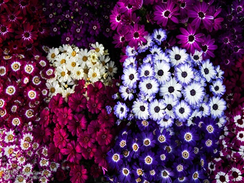 تصویر 1 از قیمت گل همیشه بهار بنفش + خرید باور نکردنی
