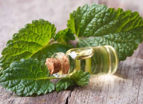 تصویر 1 از فروش عرق گیاهی نعناع + قیمت خرید به صرفه
