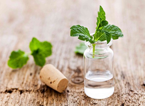تصویر 2 از فروش عرق گیاهی نعناع + قیمت خرید به صرفه