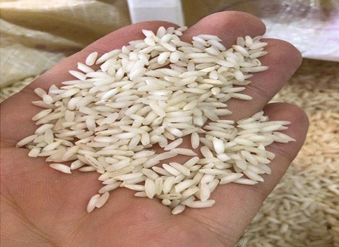 تصویر 4 از قیمت برنج عنبر بو رستگار + خرید باور نکردنی