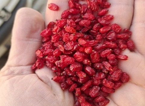 تصویر 3 از قیمت خرید زرشک قرمز دونه اناری درجه 1 + فروش ویژه