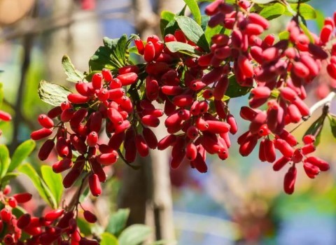 تصویر 3 از قیمت زرشک قرمز پفکی درجه ۱ + خرید باور نکردنی