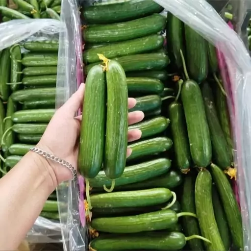 تصویر 4 از خرید و قیمت خیار سبز گلخانه ای + فروش عمده