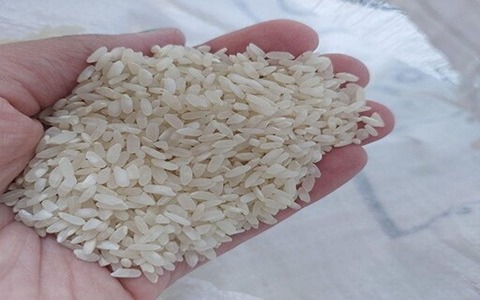 تصویر 2 از فروش برنج کامفیروز شمالی + قیمت خرید به صرفه