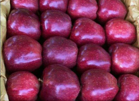 تصویر 3 از خرید سیب درجه یک صادراتی + قیمت فروش استثنایی