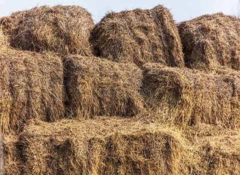 تصویر 1 از خرید و قیمت یونجه تازه برای دام + فروش عمده