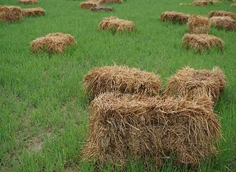 تصویر 4 از قیمت خرید خوراک دام مرغ با فروش عمده
