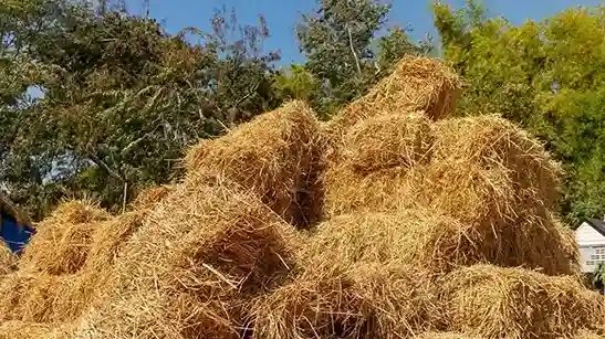 تصویر 1 از خرید و فروش علوفه گوسفند پرواری با شرایط فوق العاده