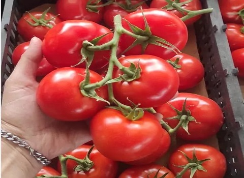 تصویر 1 از گوجه‌ فرنگی بوته ای برداشت روز کاملاً طبیعی