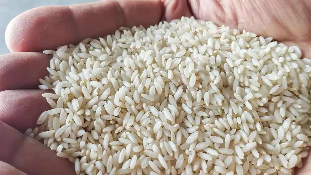 تصویر 1 از قیمت خرید برنج عنبربو درجه یک + فروش ویژه