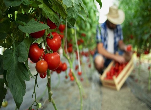 تصویر 3 از قیمت گوجه گلخانه ای یزد + خرید باور نکردنی