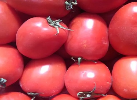 تصویر 4 از قیمت گوجه گلخانه ای یزد + خرید باور نکردنی