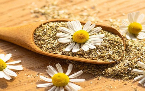 تصویر 1 از فروش گیاه دارویی بابونه + قیمت خرید به صرفه