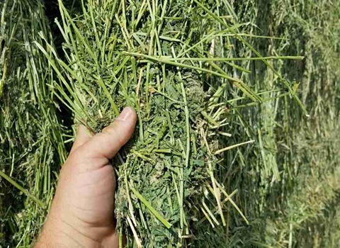 تصویر 3 از خرید و قیمت خوراک دام یزد + فروش عمده