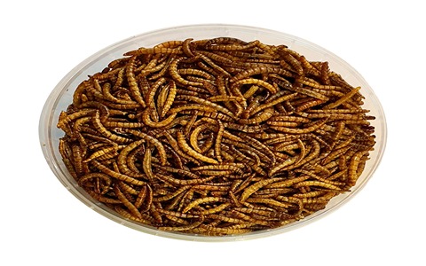تصویر 1 از فروش غذا ماهی گوشتخوار + قیمت خرید به صرفه