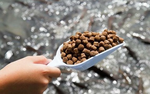 تصویر 3 از قیمت خرید غذای ماهی انرژی + فروش ویژه
