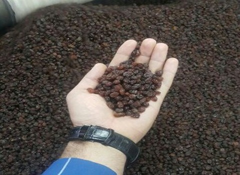 تصویر 2 از قیمت کشمش آبگیری فله با کیفیت ارزان + خرید عمده