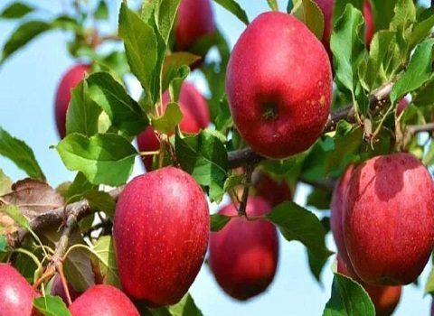 تصویر 4 از خرید سیب درختی شیراز + قیمت فروش استثنایی