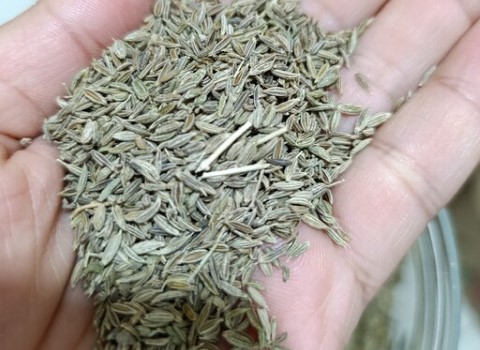 تصویر 1 از قیمت خرید زیره سبز صادراتی عمده به صرفه و ارزان