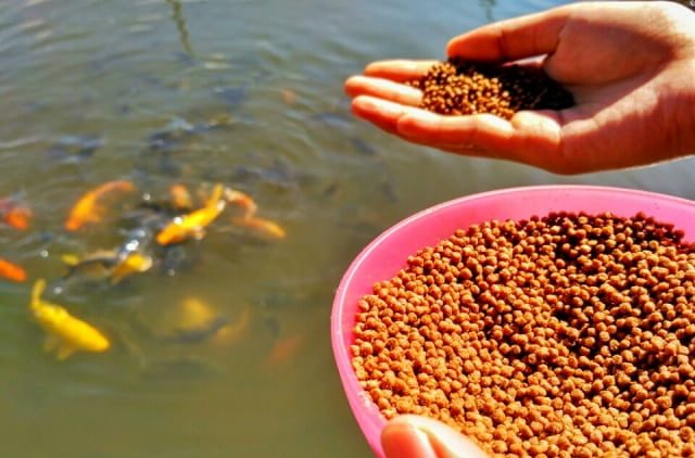 تصویر 1 از خرید و قیمت غذای ماهی زینتی + فروش صادراتی