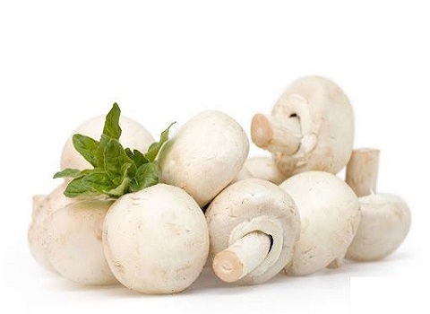 تصویر 1 از قیمت خرید قارچ ریز دکمه ای + فروش ویژه