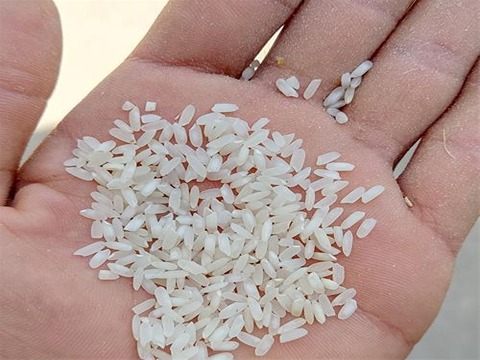 تصویر 4 از قیمت برنج نیم دانه ایرانی با کیفیت ارزان + خرید عمده