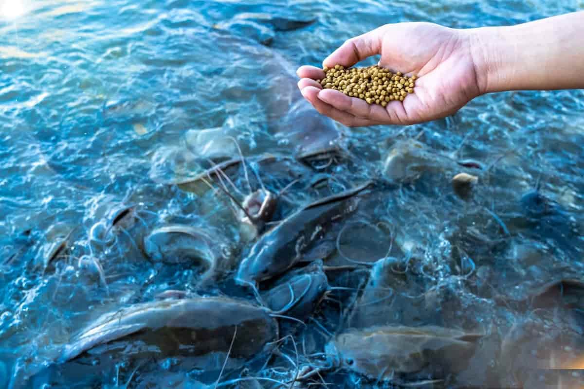 تصویر 1 از خرید و قیمت غذای ماهی قزل آلا + فروش صادراتی