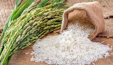 تصویر 2 از قیمت خرید برنج کامفیروز اعلا + فروش ویژه