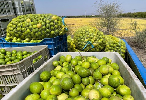 تصویر 3 از خرید لیمو ترش آبگیری + قیمت فروش استثنایی