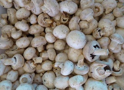 تصویر 1 از خرید قارچ دکمه ای ریز + قیمت فروش استثنایی