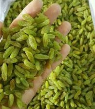 تصویر 4 از فروش کشمش سبز قلمی ممتاز + قیمت خرید به صرفه