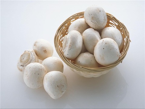 قارچ پرورشی