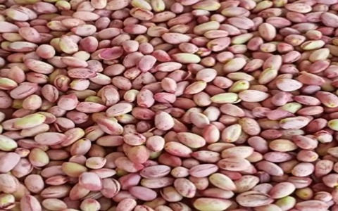تصویر 1 از فروش پسته تازه دامغان + قیمت خرید به صرفه