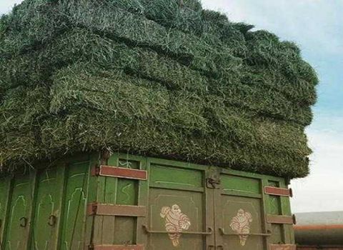 تصویر 4 از قیمت خرید خوراک دام خرم آباد + فروش ویژه