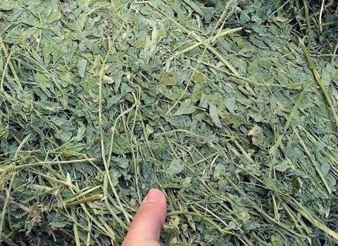 تصویر 4 از فروش خوراک دام جیرفت + قیمت خرید به صرفه