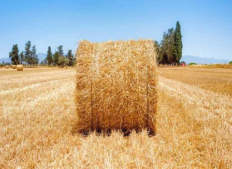 فروش یونجه خشک