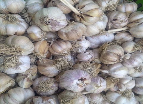 تصویر 2 از قیمت خرید سیر درجه یک همدان با فروش عمده