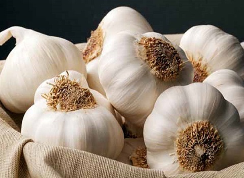 تصویر 4 از قیمت خرید سیر درجه یک همدان با فروش عمده