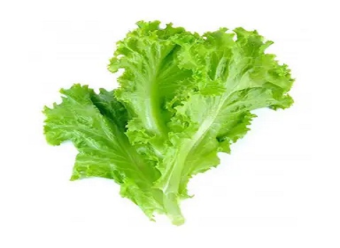 تصویر 3 از خرید کاهو فرانسوی سبز + قیمت فروش استثنایی