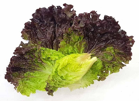 تصویر 4 از خرید و قیمت کاهو فرانسوی سالاد + فروش صادراتی