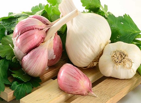 تصویر 1 از قیمت خرید سیر خشک عمده + فروش ویژه