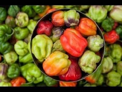 تصویر 3 از قیمت فلفل دلمه رنگی با کیفیت ارزان + خرید عمده
