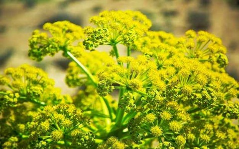 تصویر 3 از خرید و قیمت گیاه آنغوزه شیرین + فروش عمده