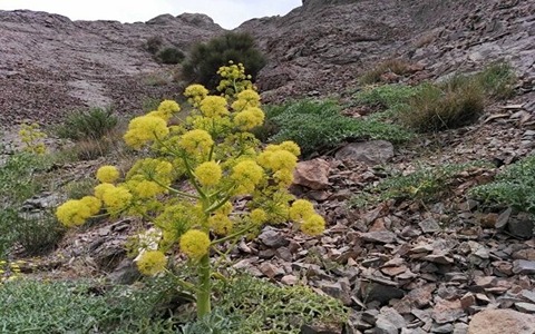 تصویر 4 از خرید و قیمت گیاه آنغوزه شیرین + فروش عمده