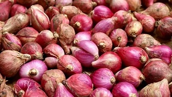 تصویر 2 از قیمت خرید پیاز ریز ترشی + فروش ویژه